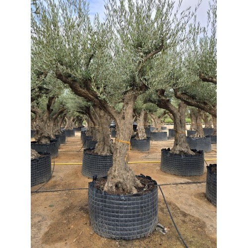 Olea tronco viejo selección circunf. 60/80 CT/CTM